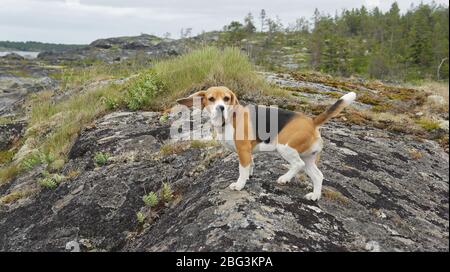 Chiot Beagle jouant dehors sur la mer Banque D'Images