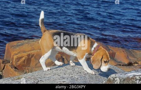 Chiot Beagle jouant dehors sur la mer Banque D'Images