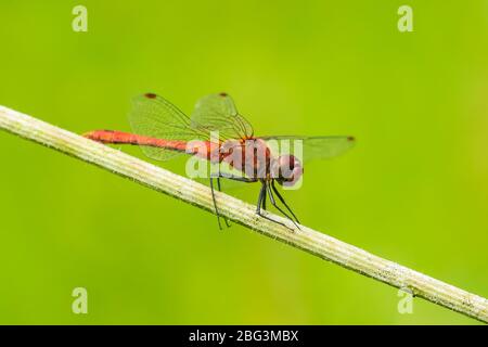 Sympetrum sanguineum ruddy darter mâle avec couleur rouge corps suspendu sur la végétation. Le repos dans la lumière du soleil dans un pré. Banque D'Images