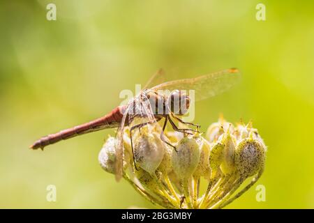 Sympetrum vulgatum, vagabond ou dard dard moustachu, gros plan sur la végétation au repos Banque D'Images