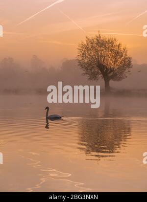 Swan sur un lac au lever du soleil, Bushy Park, Richmond-upon-Thames, Londres, Angleterre, Royaume-Uni Banque D'Images