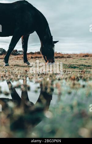 Pâturage de chevaux dans un champ, Swallowfield, Berkshire, Angleterre, Royaume-Uni Banque D'Images