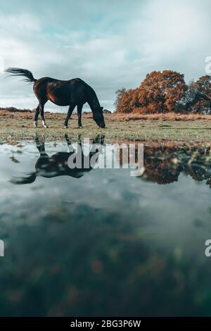 Pâturage de chevaux dans un champ, Swallowfield, Berkshire, Angleterre, Royaume-Uni Banque D'Images