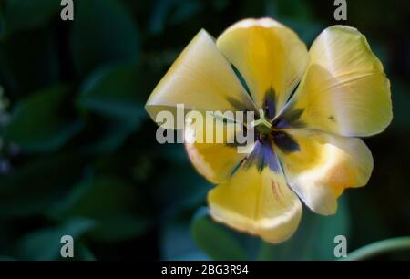 Gros plan d'une fleur de tulipe jaune avec espace de copie Banque D'Images