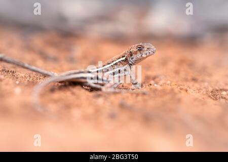 Portrait d'un dragon de Mallee dans l'arrière-pays, Australie Banque D'Images