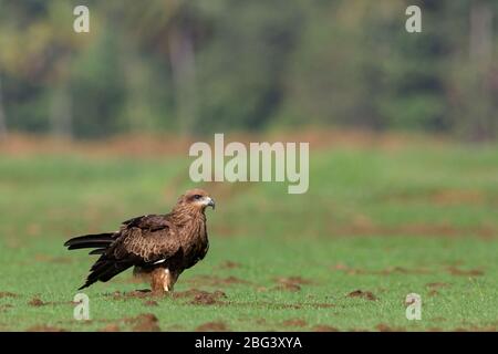 La beauté de Brahminy Kite / Black Kite Banque D'Images