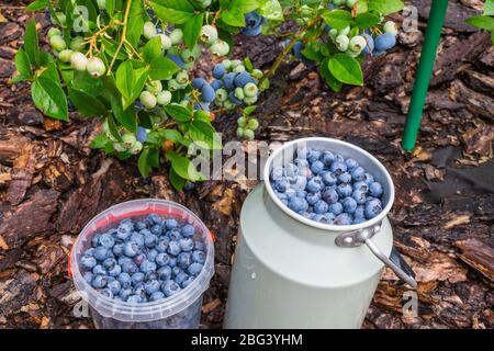 Travailler dans le jardin. Contenants de fruits remplis de bleuets fraîchement cueillis. Banque D'Images