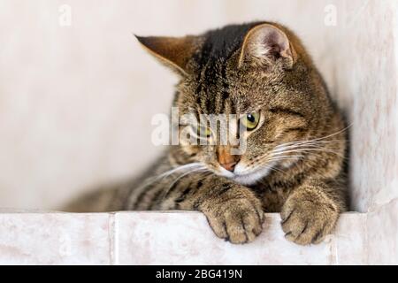 Tabby domestique chat gros plan. Espace de copie. Banque D'Images