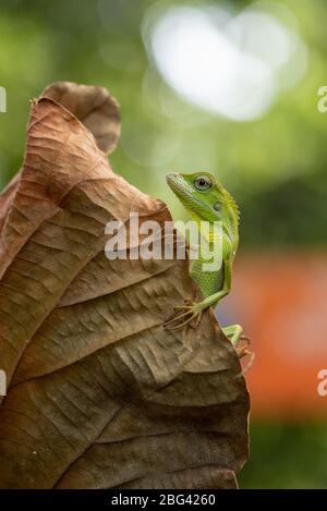 Lézard de forêt mandé sur une feuille séchée, Indonésie Banque D'Images
