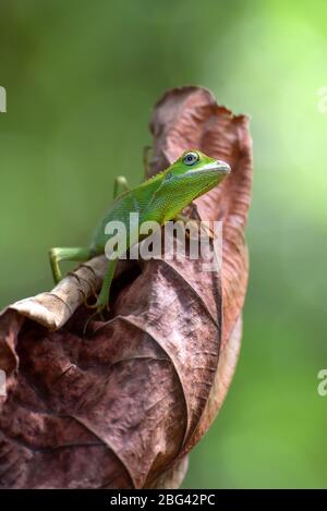 Lézard de forêt mandé sur une feuille séchée, Indonésie Banque D'Images