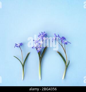 Scilla luciliae sur fond bleu gros plan. Plantes à fleurs bulbeuses. Pose plate. Espace de copie. Banque D'Images