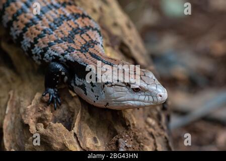 Gros plan sur une skink à tongued bleu, Indonésie Banque D'Images