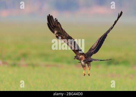 La beauté de Brahminy Kite / Black Kite Banque D'Images