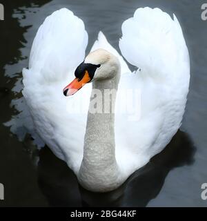 image portrait carré complet d'un visage de cygne blanc tranquille sur ailes ouvertes, tourné sur un fond sombre pour l'espace de copie Banque D'Images