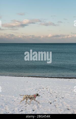 Chien dalmatien qui marche sur une plage enneigée en hiver, Italie Banque D'Images