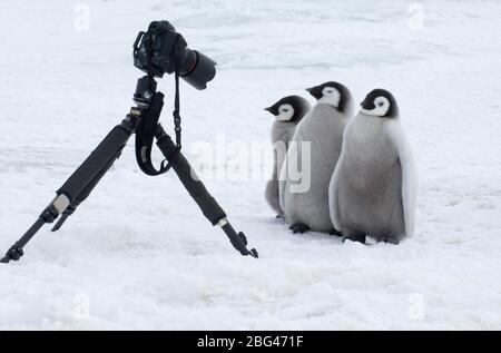 Empereur Penguin, Aptenodytes forsteri, poussins posant pour la caméra Snow Hill Island, mer de Weddell, Antarctique, novembre Banque D'Images