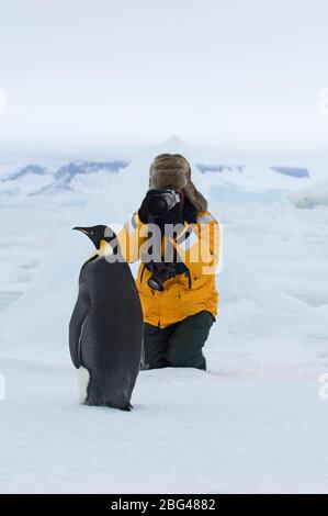 Tourist photographing manchot empereur à Snow Hill Island Antarctique Novembre Banque D'Images