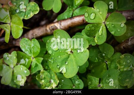 Macro photographie de la plante de trèfle, gros plan des feuilles mouillées par la rosée. Banque D'Images