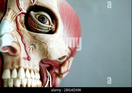 Modèle anatomique montrant la structure squelettique de la tête. Les modèles anatomiques sont couramment utilisés à des fins de formation car ils rendent plus clair Banque D'Images