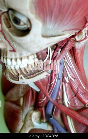 Modèle anatomique montrant la structure squelettique du visage et la musculature de la tête et de l'épaule. Le détail s'étend aux artères et aux veines. Banque D'Images