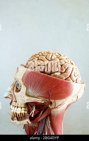 Modèle anatomique de la tête montrant la musculature de la tête. La moitié supérieure du crâne a été coupée en tranches, affichant la moitié supérieure de la br Banque D'Images
