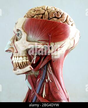 Modèle anatomique de la tête et du cou montrant la musculature de la tête et du cou. La moitié supérieure du crâne a été coupée en tranches, affichant le Banque D'Images