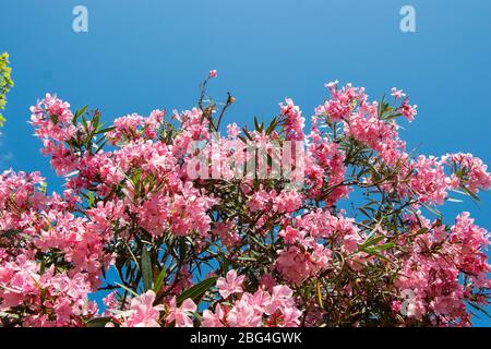 Branches de l'arbre oléander ( Nérium oléander ) avec fleurs roses contre le ciel bleu Banque D'Images