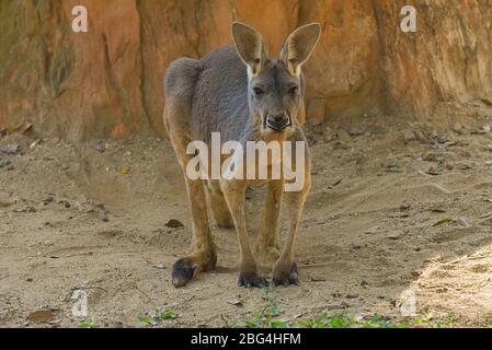 Gros kangourou rouge (Macropus Rufus) gros plan Banque D'Images