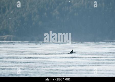 Vue grand angle d'un Loon volant au-dessus du Puget Sound Banque D'Images