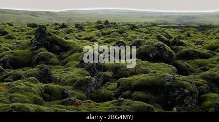 des roches couvertes de mousse sur le champ de lave de Laka, dans le sud de l'Islande Banque D'Images