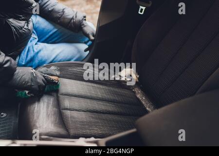 Nettoyage à sec de l'intérieur de la voiture avec de la mousse spéciale. Concept de soin de voiture. Détails de voiture. Nettoyage du siège conducteur à l'aide d'outils et de nettoyants professionnels Banque D'Images