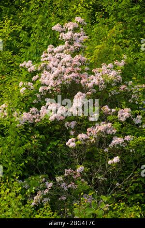 L’Laurel de montagne en pleine floraison dans les montagnes Pocono de Pennsylvanie Banque D'Images