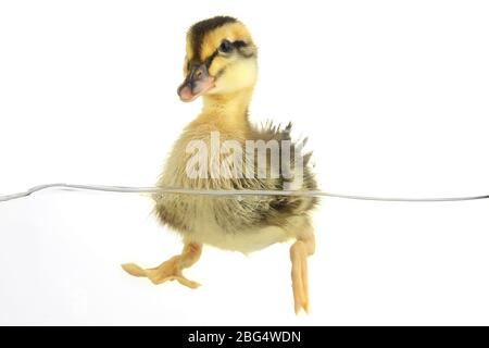 Mignon petit canard flottant isolated on white Banque D'Images