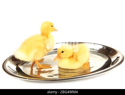 Mignons conduits flottants isolés sur blanc Banque D'Images