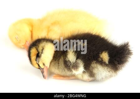 Mignons gaines isolées sur blanc Banque D'Images