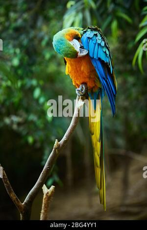 Macaw bleu et jaune assis sur une branche (Ara ararauna) Banque D'Images