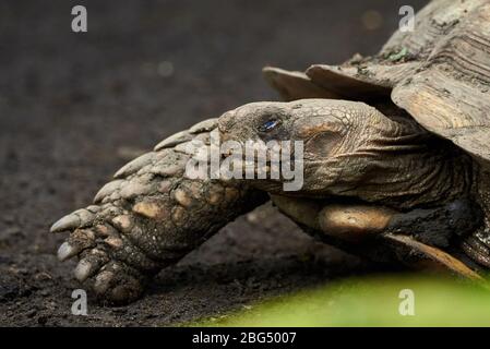 Fermeture de tortue stimulée en Afrique (Centrochelys sulcata) Banque D'Images