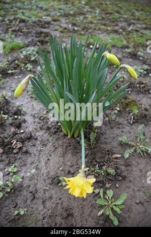 Narcisse plante avec trois bourgeons et une fleur jaune Banque D'Images