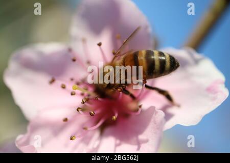 Abeille sur les étamines de fleurs de pax, abeille sur la fleur de pêche rose dans le jardin, insecte sur la macro de fleur, insecte de faune, photographie macro, photo de stock Banque D'Images