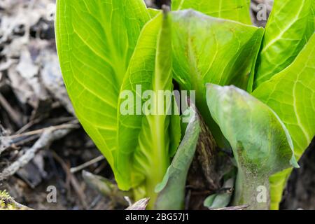 Spratage de choux de Skunk au Springtime Banque D'Images