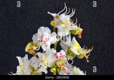 Châtaignier (Aesculus hippocastanum) fleur, pétales blancs roses, étamines blanches avec pointes orange, sépales verts jaunes, gros plan, mai, Somerset.UK Banque D'Images