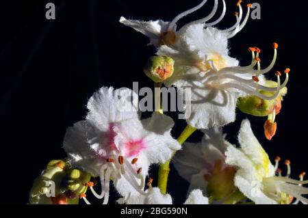 Châtaignier (Aesculus hippocastanum) fleur, pétales blancs roses, étamines blanches avec pointes orange, sépales verts jaunes, gros plan, mai, Somerset.UK Banque D'Images