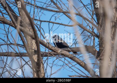 Blackbird à ailes rouges sur la branche de Springtime Banque D'Images