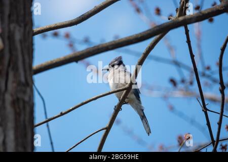 Blue Jay perché sur la branche à Springtime Banque D'Images