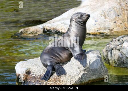 Un phoque se sunning sur un rocher Ein Seehund sonnt sich auf einem Felsen Banque D'Images