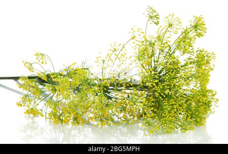 Aneth fleur isolated on white Banque D'Images