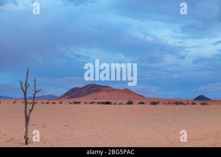 Séchez l'arbre mort et les nuages bas Banque D'Images