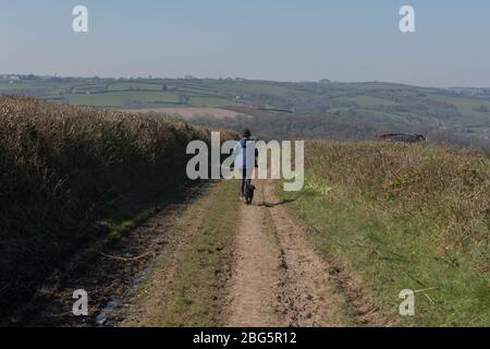 Randonnée féminine adulte avec un chien noir à nouilles le long d'un sentier rural avec des banques à flanc de fleur dans le Devon rural, Angleterre, Royaume-Uni Banque D'Images