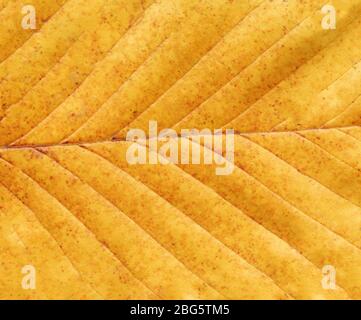 Contexte de la feuille d'automne. L'automne laisse la texture de la vue macro. Feuille jaune d'automne texturée Banque D'Images