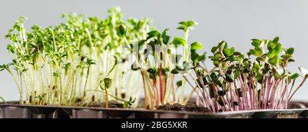 Le microvert dans des plateaux en plastique pour planter de jeunes plantes. Les microverts sont de jeunes légumes verts ou des germes, des superaliments, le concept d'un plus sain et plus sain Banque D'Images